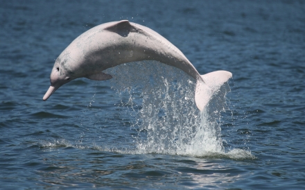Observation Project of the Pearl River Mouth White Dolphin Reserve